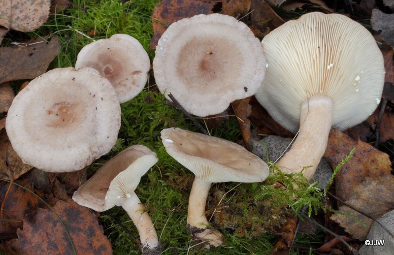 Lactarius vietus